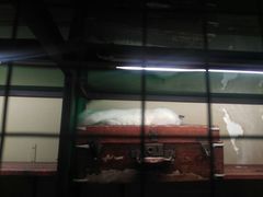 -猫咪博物馆(顶澳仔猫街店)