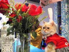 双子小公主~-Sirena海妖日咖夜酒