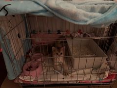 -欣宠猫屋·矮脚拿破仑·蓝金金渐层