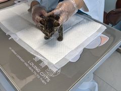 -纳吉亚猫专科动物诊疗中心(蒋宅口分院)