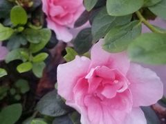 -楠柏弯休闲山庄(梨花溪店)