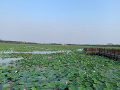 -天津东丽湖风景区