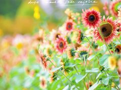 -花开海上生态园