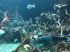 -西雅图水族馆
