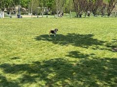 -爪吧宠物乐园 (温榆河示范区店)