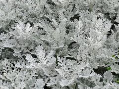 -厦门园林博览苑