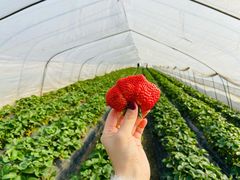 -小鱼草莓采摘园农家乐·小鱼餐厅