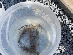 -DGE季风钓虾营地·团建·聚会
