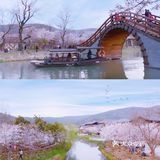 初春限定的浪漫，去拈花湾踏春赏樱（最全攻略