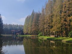 -黄海国家森林公园