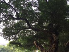 -小洲村