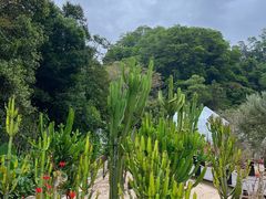 -深圳仙湖植物园