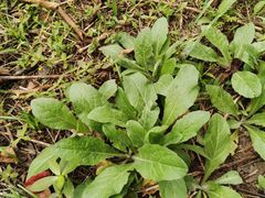 -蜀冈西峰生态公园