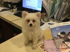 -艾贝尔宠物医院·24H转诊中心·肿瘤猫专科(江宁双龙店)