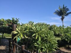 -三亚亚龙湾天域度假酒店