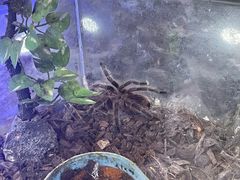 -上海大自然野生昆虫馆(东方明珠·爬宠昆虫探索中心)