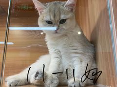 -猫十亿·布偶金渐层·曼基康矮脚猫舍(青年路店)