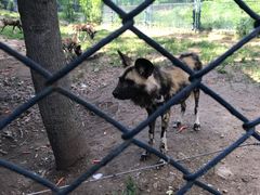 -大连森林动物园