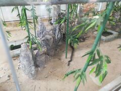 -荔城生鲜盛宴(番禺旗舰店)