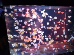 景点-烟台海昌鲸鲨海洋公园