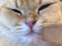 -有喵·猫咖·狗咖·30几只猫10只小狗(岗厦店)