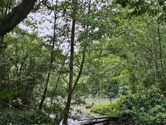 -桤木河湿地公园