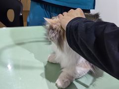 -艾贝尔宠物医院·24H转诊中心·肿瘤猫专科(江宁双龙店)