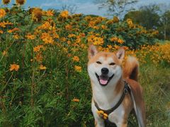 -花开海上生态园
