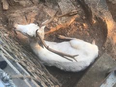 -昆明动物园