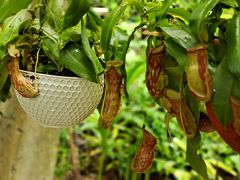 -中国科学院西双版纳热带植物园