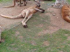 -西霞口神雕山野生动物世界