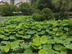 -郑和公园