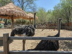 -北京野生动物园