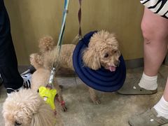 -美联众合动物医院·24h转诊中心