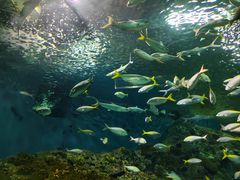 -上海海洋水族馆