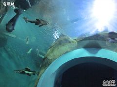 -苏州海洋馆
