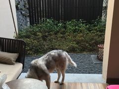 -上海崇明金茂凯悦酒店