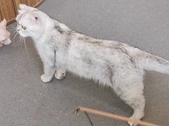 -飞行喵MR PILOT|猫舍·猫咖(静安大融城店)