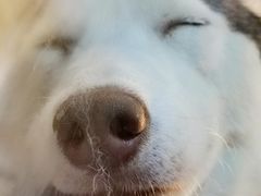 -Husky Go! 哈士奇体验馆·宠物咖啡厅狗咖