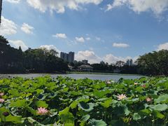 -荔湾湖公园