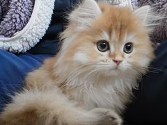 -欣宠猫屋·矮脚拿破仑·蓝金金渐层