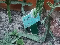 -正佳雨林生态植物园