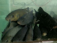 android_upload_pic-抚仙湖野生菌石锅鱼(腾冲总店)