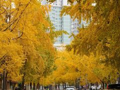 -四川大学(华西校区)