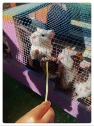 -萌宠亲子动物乐园(槐房万达店)