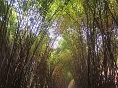 -成都大熊猫繁育研究基地