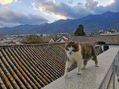 -喵屿·大理花园猫咖