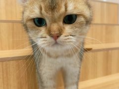 -唐小姐の私宠·宠物洗护美容·撸猫馆·购宠(周浦万达旗舰店)