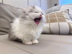 -momokira米努特·德文卷毛猫·棉花面纱犬