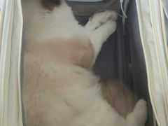 -美联众合动物医院·24h京西诊疗中心